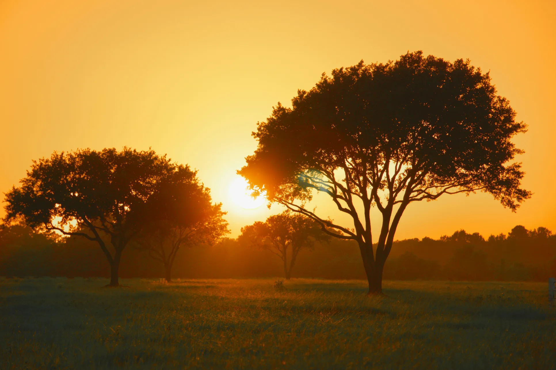 A lone oak in a hill country field at sunset